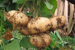 imagen de Venta de semilla de Jicama_1