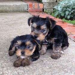 imagen de YORKSHIRE TERRIER PARA ADOPCION LIBRE_1