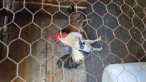 imagen de Vendo 4 gallos_1