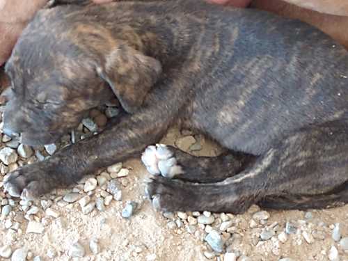 imagen de Perritos pitbull_1