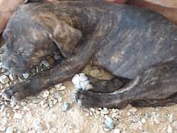 imagen de Perritos pitbull_1