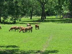 imagen de Parcela en venta en el Zancudo_1