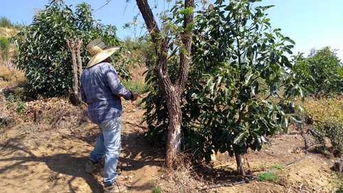 imagen de HUERTA  AGUACATERA Y  LIMONERA EN PRODUCCION    _1