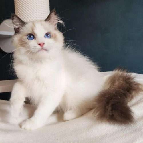 imagen de Buy ragdoll kittens _1