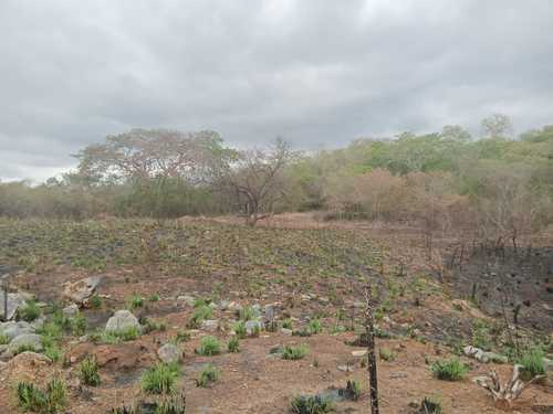 imagen de Terreno en vaso de miraflores zihuatanejo _1