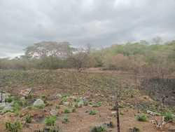 imagen de Terreno en vaso de miraflores zihuatanejo _1
