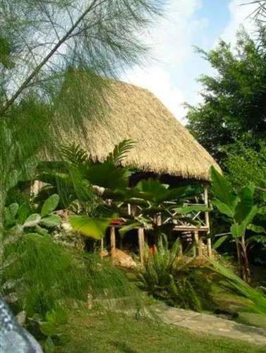 imagen de PALAPAS DE PALMA NATURAL _1