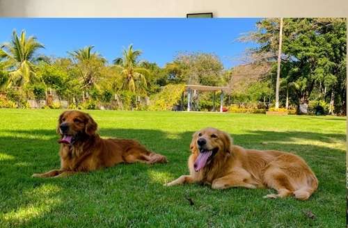 imagen de ¡Amamos a las mascotas!_1