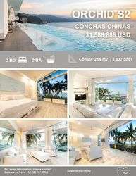 imagen de ORCHID PH 8D~Conchas Chinas_1