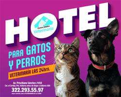 imagen de Hotel Perros y Gatos_1