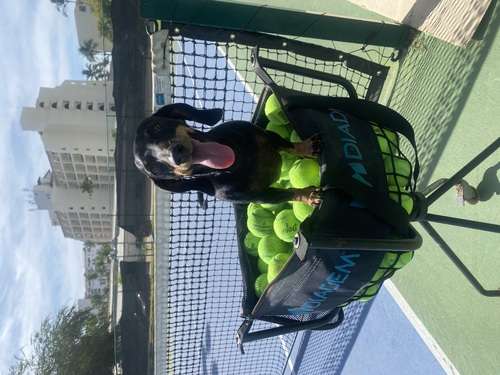imagen de Clases de Tennis en Puerto Vallarta_1