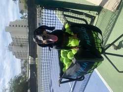 imagen de Clases de Tennis en Puerto Vallarta_1