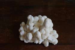 imagen de Coral fosilizado _2