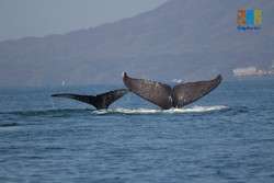 imagen de AVISTAMIENTO DE BALLENAS_2