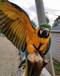imagen de Loros guacamayos azules y dorados_2
