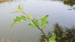 imagen de Terrenos Campestres para Cabanas_2