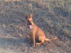 imagen de Hermosa Perrita en adopcion gratis _2