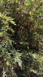 imagen de Vendo Huerta de Tamarindos_2