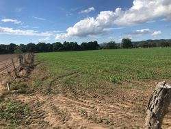 imagen de REMATO DOS HA A BORDO DE AVENIDA_2