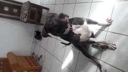 imagen de Perro extraviado_2