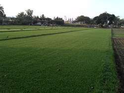 imagen de PASTO EN ROLLO san agustin, bermuda y kikuyo_2