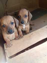 imagen de Perritos Salchicha_2