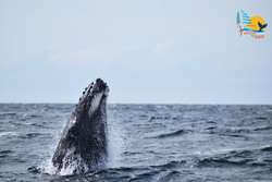 imagen de Avistamiento de Ballenas _2