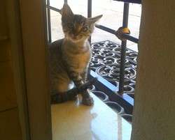 imagen de Free kittens_2