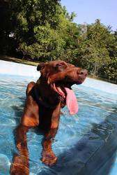 imagen de Hotel Canino_2