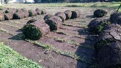 imagen de Venta de pasto en rollo natural Jonacatepec_2