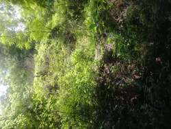 imagen de Se vende terreno en San Francisco Nay_2