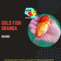 imagen de PEZ ANGEL O ESCALAR_2