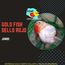 imagen de Goldfish Oranda, Sello rojo, Moro, Cometa, Angel_2