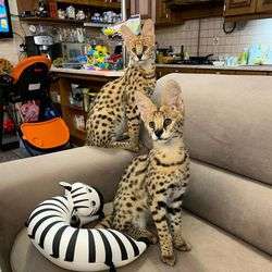imagen de Available kittens savannah caracal ocelot serval _2