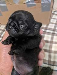 imagen de Pug cachorra negra_2