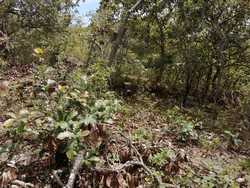 imagen de 4 hectareas 400,000 pesos oportunidad_2