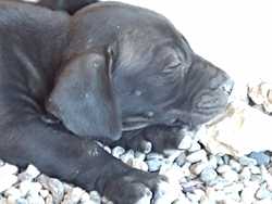 imagen de Perritos pitbull_2