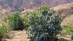 imagen de HUERTA  AGUACATERA Y  LIMONERA EN PRODUCCION    _2