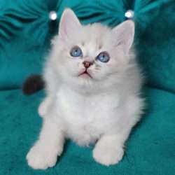 imagen de Buy ragdoll kittens _2