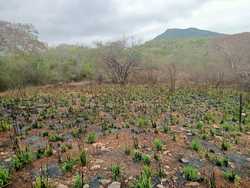 imagen de Terreno en vaso de miraflores zihuatanejo _2
