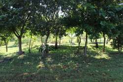 imagen de RANCHO EN VENTA EL ZANCUDO_2