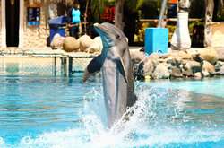 imagen de Royal Swim_3