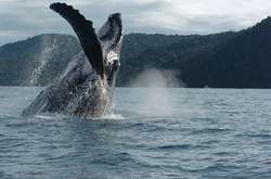 imagen de AVISTAMIENTO DE BALLENAS_3