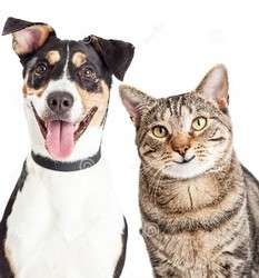 imagen de COMIDA ORGANICA PARA PERROS Y GATOS_3
