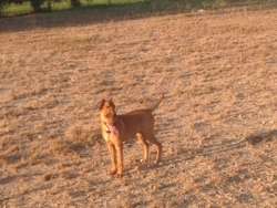 imagen de Hermosa Perrita en adopcion gratis _3