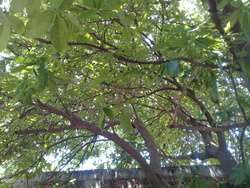 imagen de Casa con terreno en bosque del centinela Zapopan J_3
