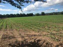 imagen de REMATO DOS HA A BORDO DE AVENIDA_3