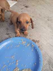 imagen de Perritos Salchicha_3