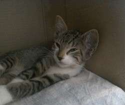 imagen de Free kittens_3