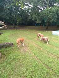 imagen de Hotel Canino_3